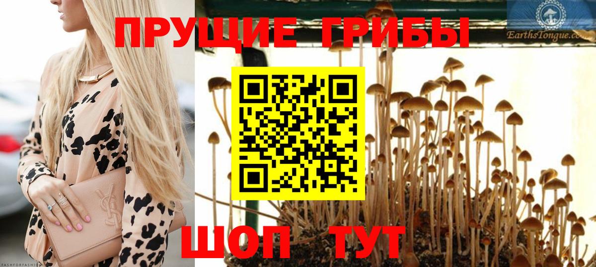 Галлюциногенные грибы Psilocybe Сарапул